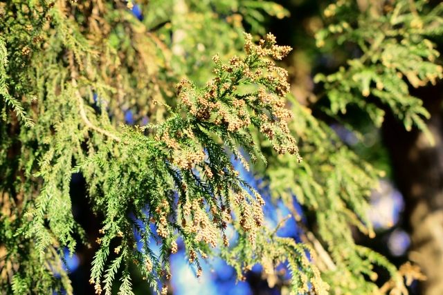 春の訪れに備えて！花粉症対策のポイント